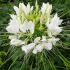 Cleome spinosa 'Helen Campbell' -- Spinnenblume
